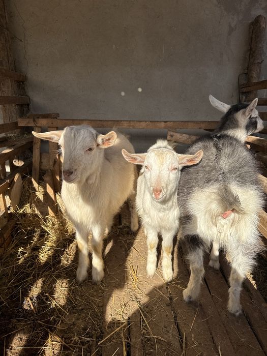 Срочно ешкилер сатылады