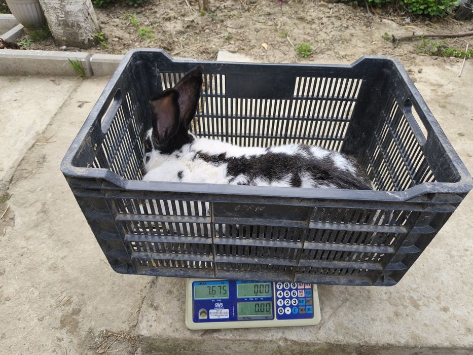 Căutăm căsuță nouă