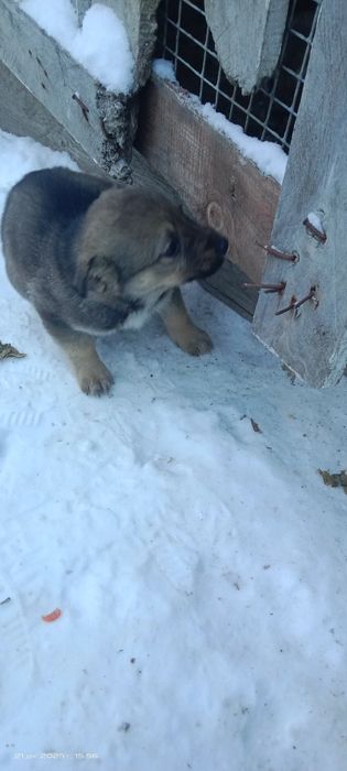 Щенки обычная дворняшка