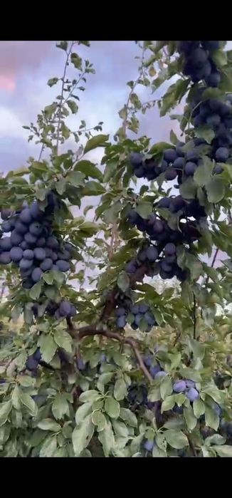 Prune de vanzare
