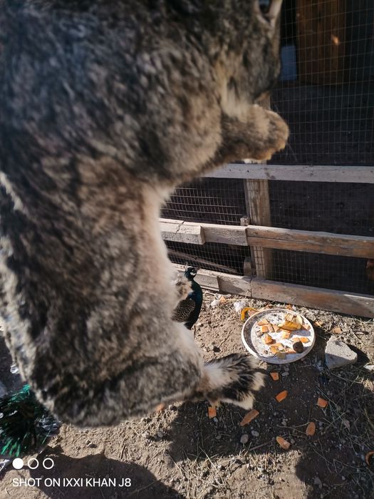 Продам кролика фландер самец