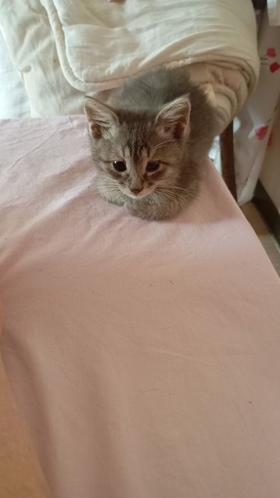 Котята в хорошие руки