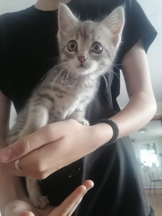Котенок, мальчик. Серый полосатик.