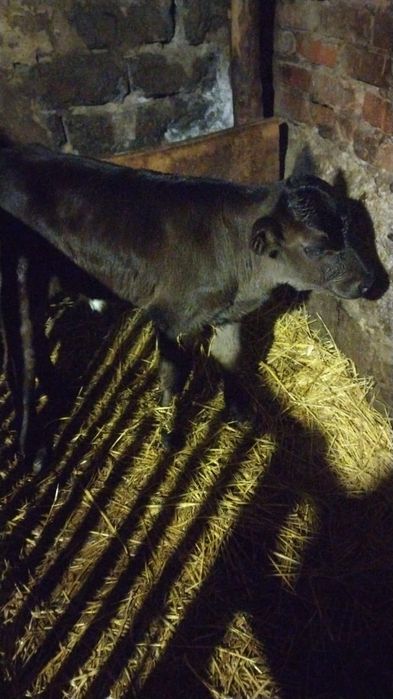 Продам телят бычки и телочки