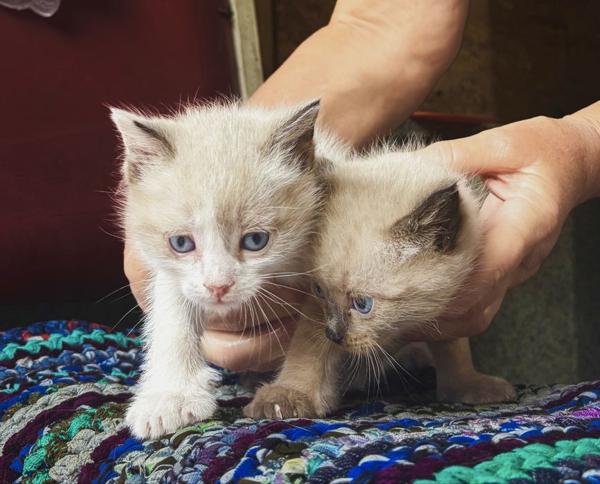 Отдадим котят в хороши руки