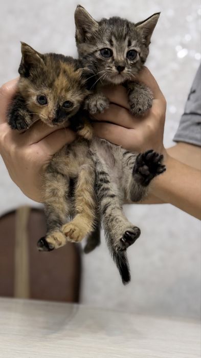 Котенок бесплатно