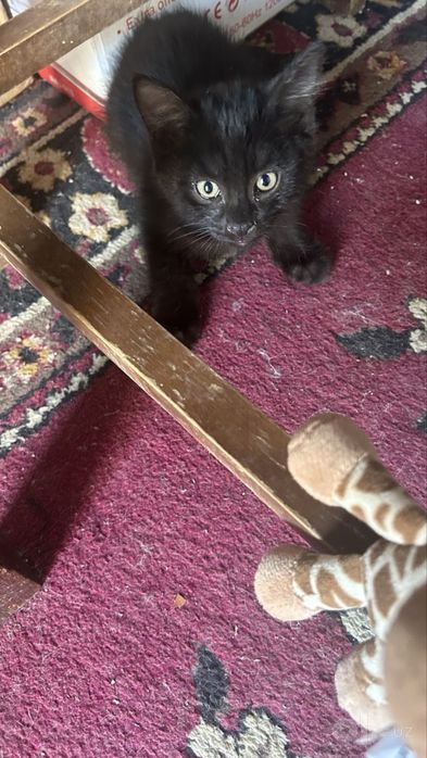 Котята отдам в добрые руки