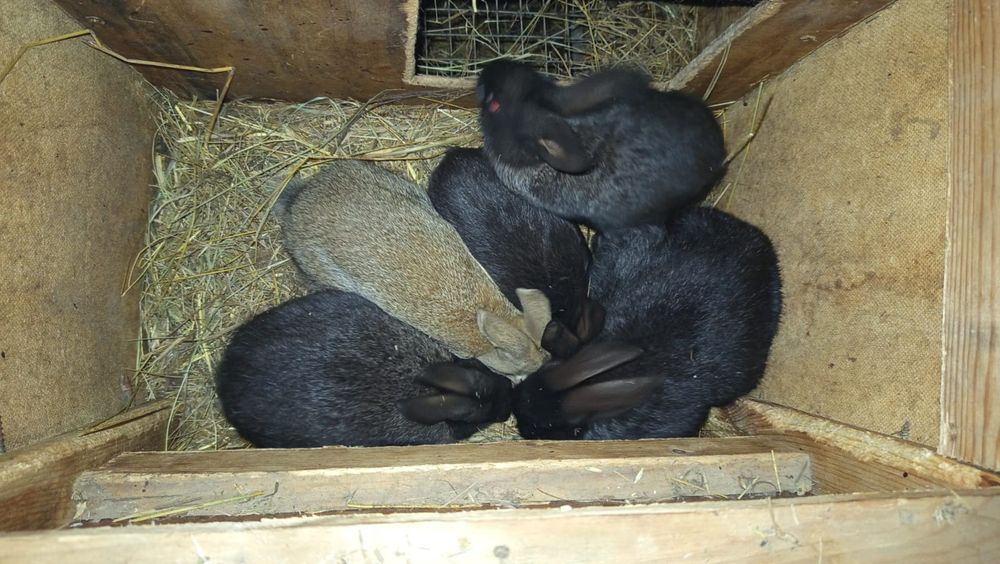 Крольчата ,кролики