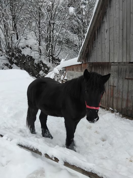 Mânz de 2 ani de vanzare potcovit și prins la ham