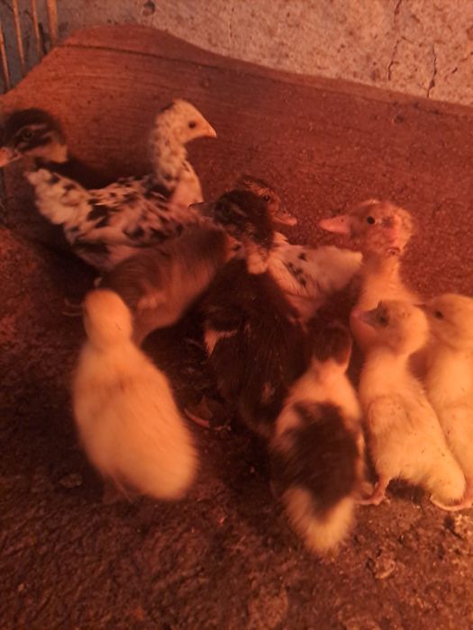 Уйректің балапандары сатылады