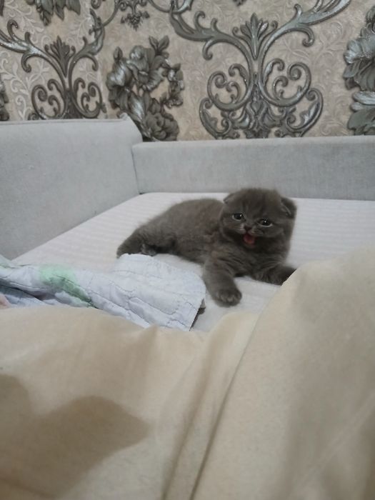 Продаются шотландские вислоухие котята