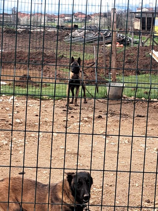 Кучета Белгийска Овчарка Малиноа