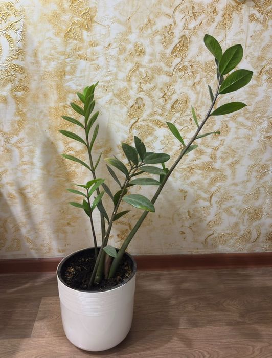 Продаю комнатные цветы