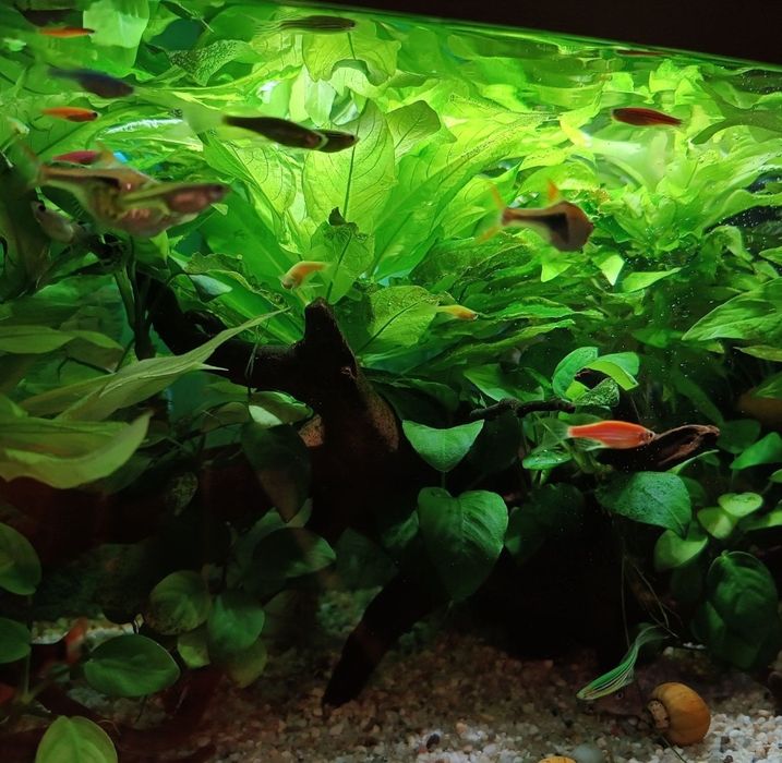 Acvariu complet echipat cu accesorii