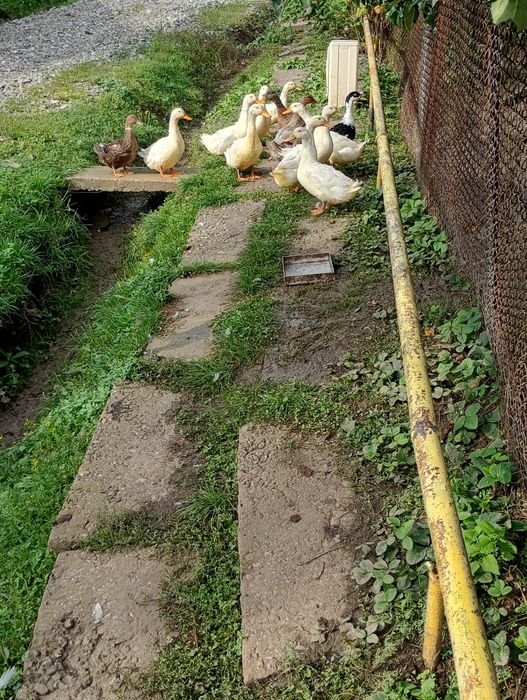 Rațe de casă,de vânzare 90 de lei buc