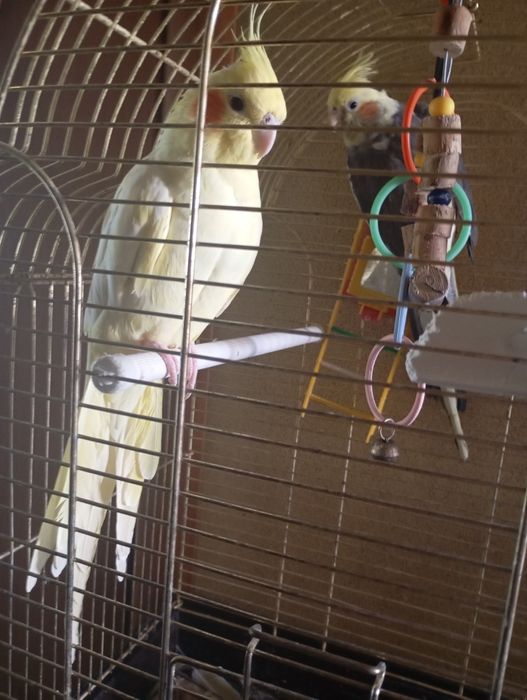 Два попугая корелла с клеткой