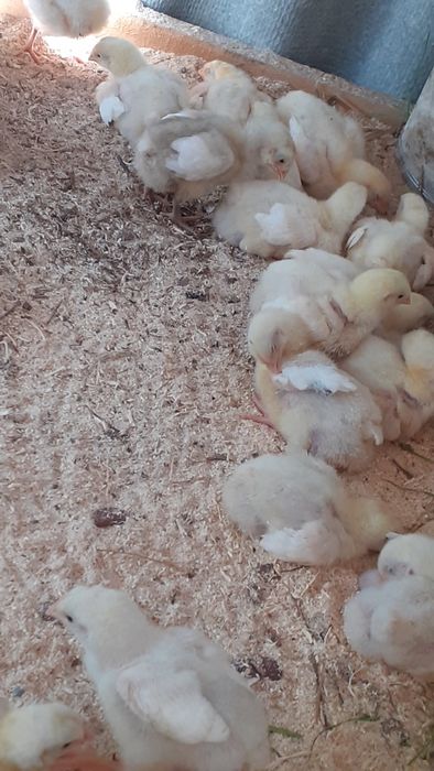 Бройлер кобб 500 сатылады