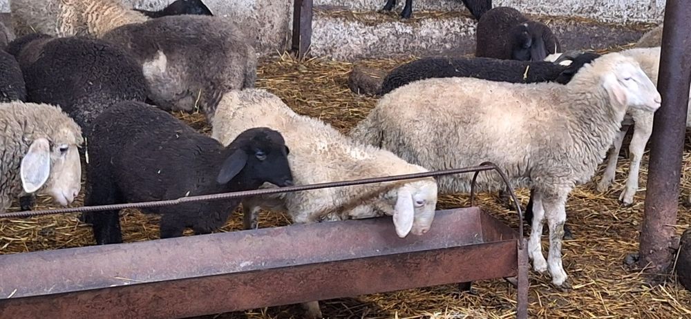 Малки агнета 15 20 килограма варненско