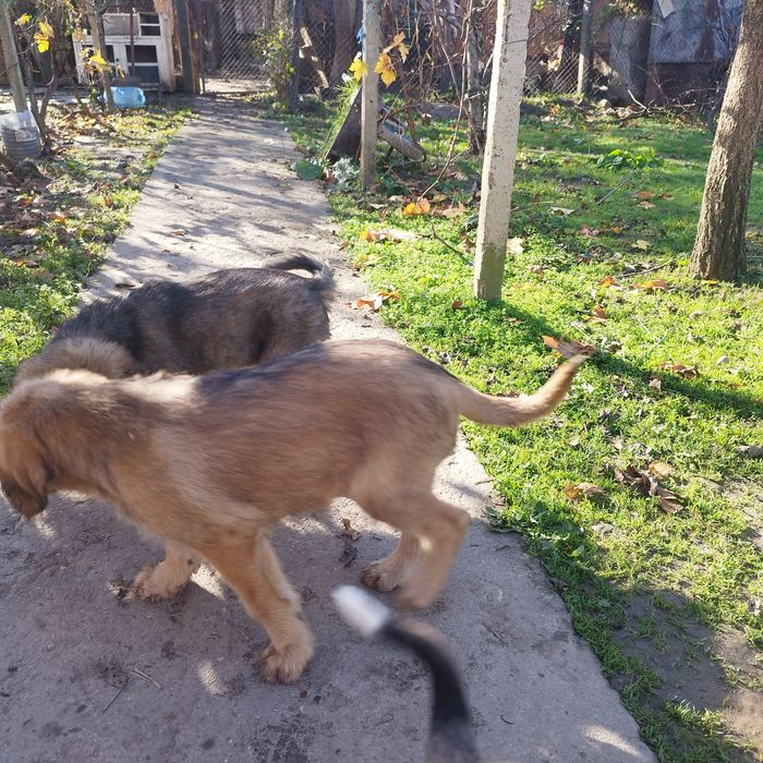 Подаряват се малки кученца!