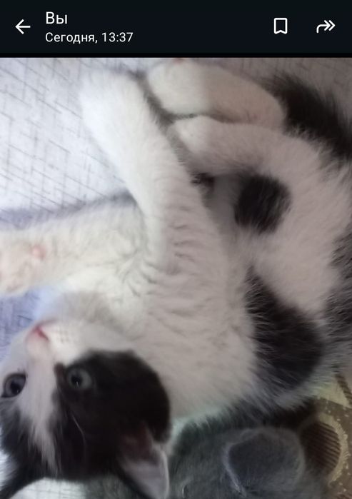 Отдам  котенка девочка  хорошие руки