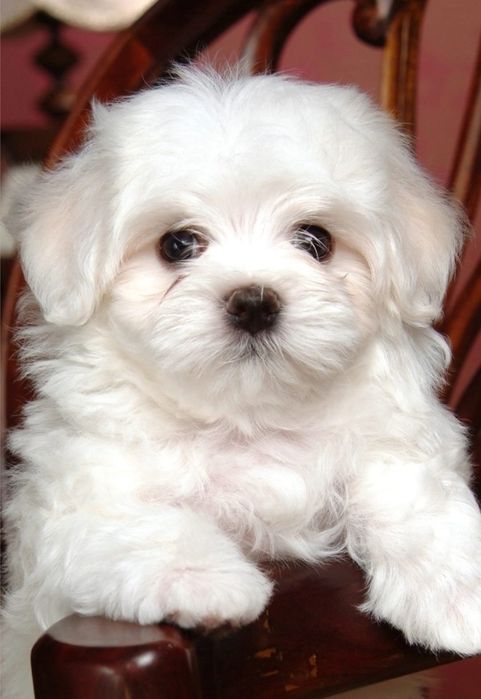 Fetiță Bichon Maltez