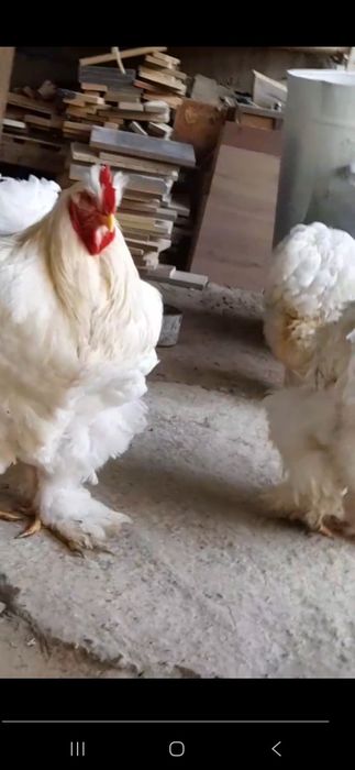 Кохинхин стандарт