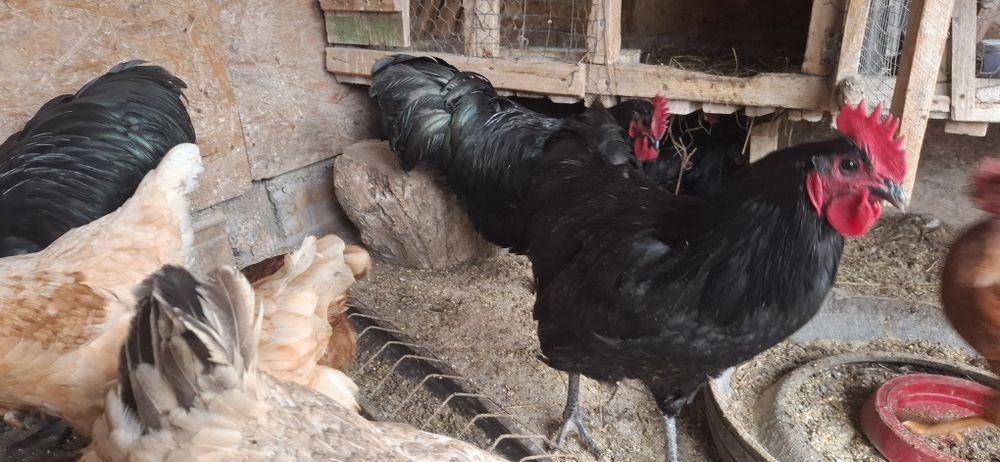 Cocosi Australop negru