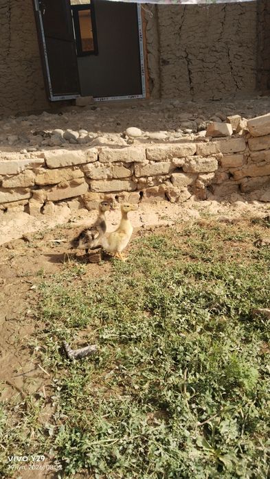 Assalom aleykum òrdak bollari bor kimga kere bosa 15 kunlik