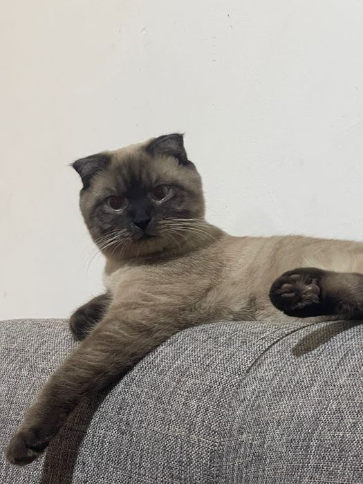 Кот вязка срочно