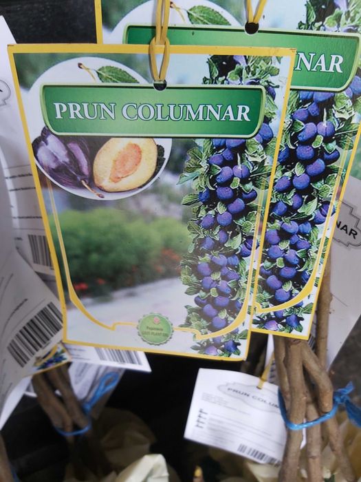 pomi columnari cu radacina ambalata