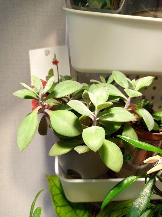 Сенецио Ред Кап (Senecio Red Cap)
Сенецио ред кап