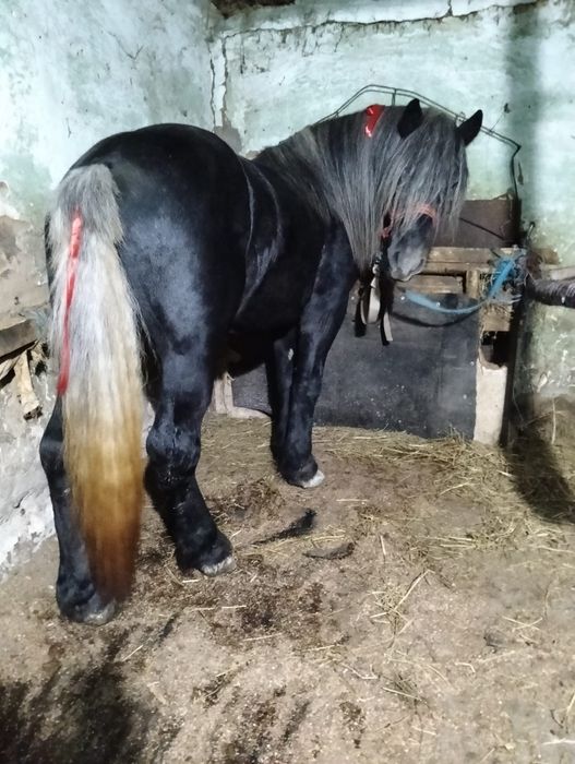 Vand armasar de 3 ani