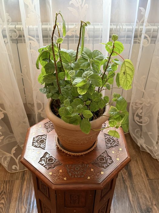 Декоративное Растение Плектрантус