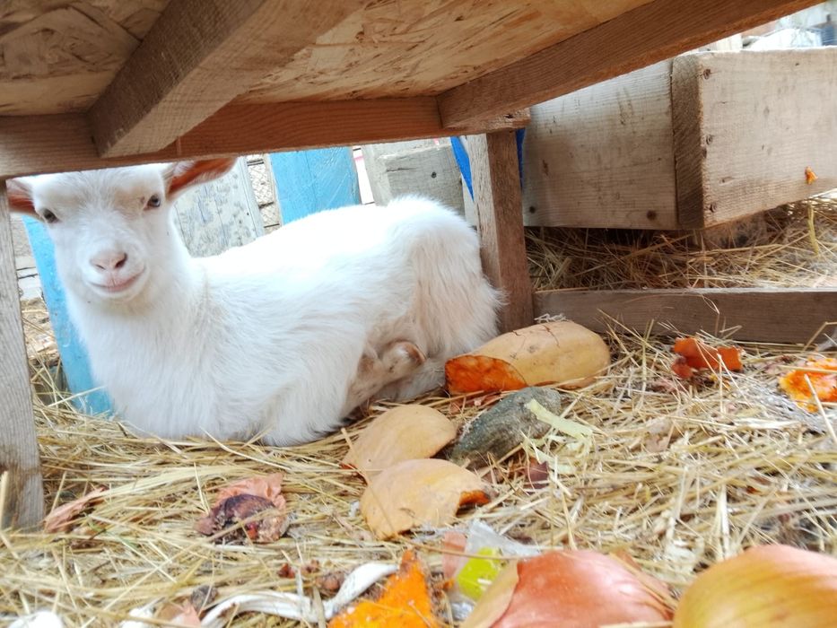 Козлята  молочой пароды,от35 тыс.