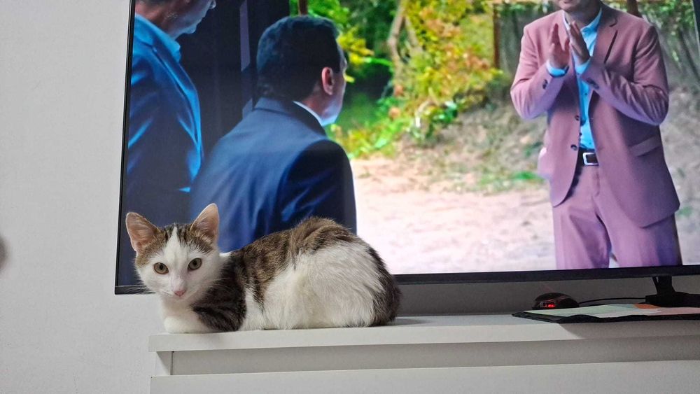 Donez pisica  jucausa