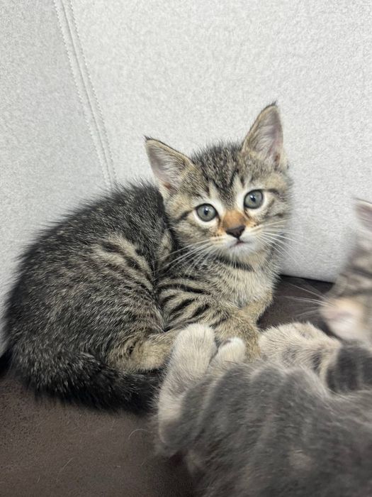 Mushuk bolasi 1.5 oylik