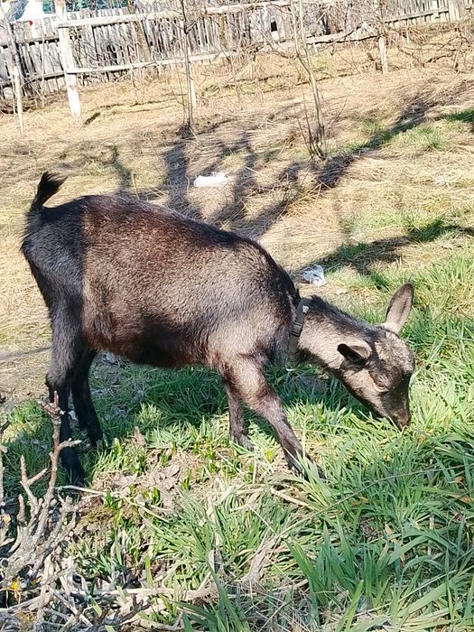 Ieduta, capra Alpina Franceza