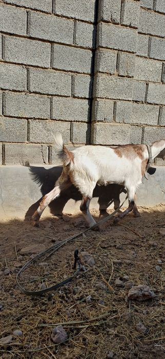 Коза ешкі породисты