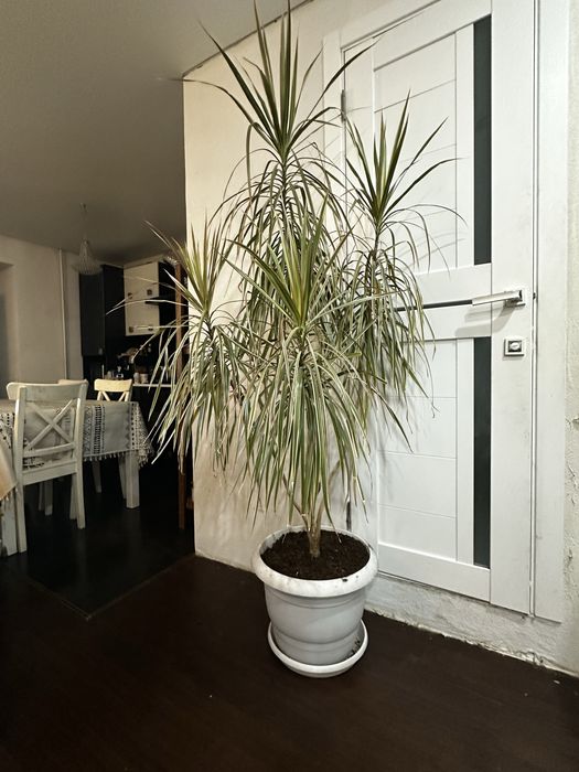 Продам живые растения