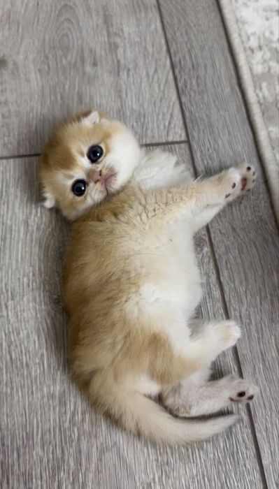 Шотландские вислоухие котята