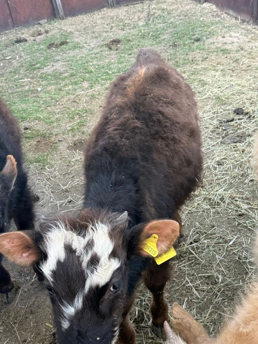 Продам 2 Бычка и 2 Телки за миллион сто пятьдесят