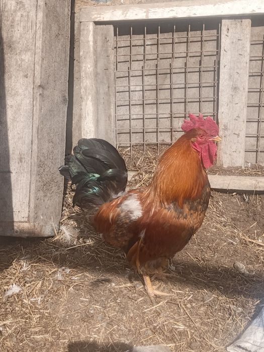 Продам домашнего питуха