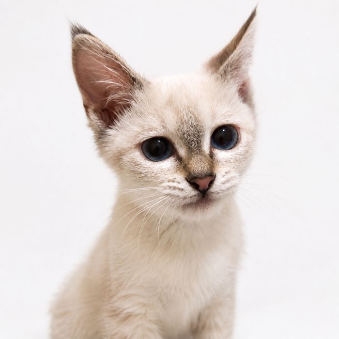 Котенок скотиш страйт 2 месяца