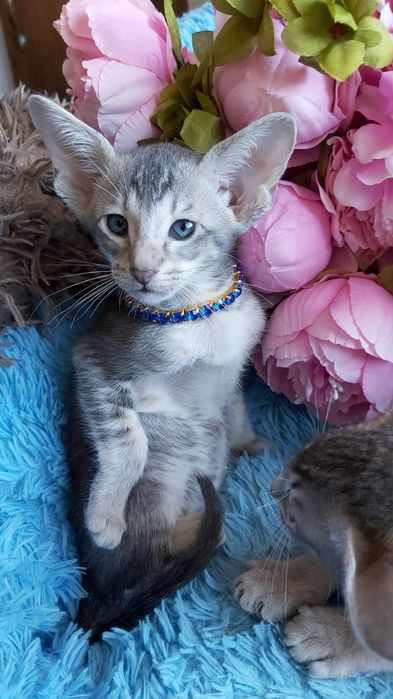 Котята ОРИЕНТАЛЬНЫЕ- голубые с документами