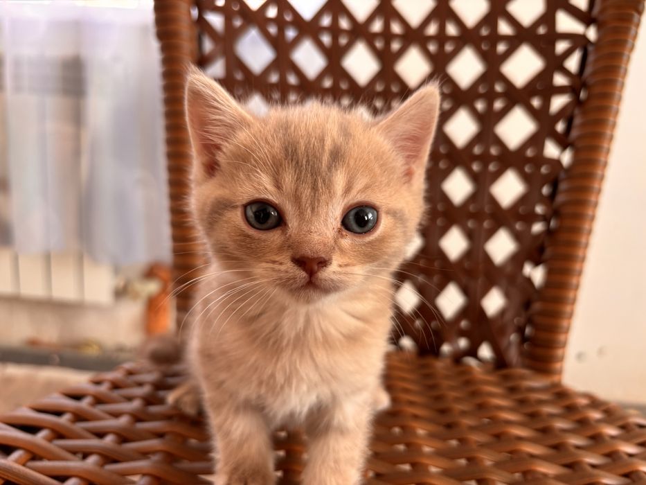 Продам шотландских котят