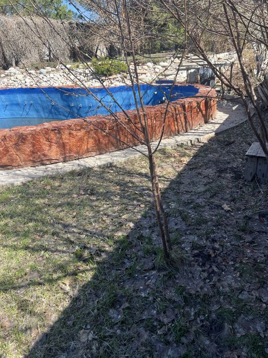 Вишня 4 года плодоносит