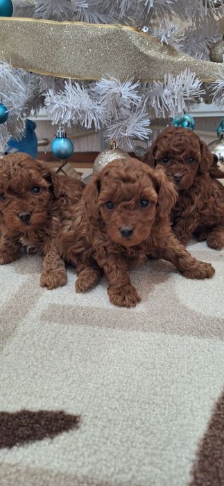 Той Пудел / Poodle Toy