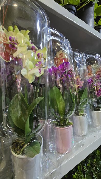 Орхидея. Орхидея Фаленопсис