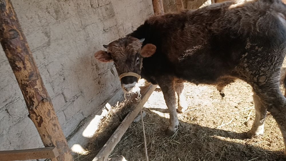 Үйде бидай жеп тұрған бучок