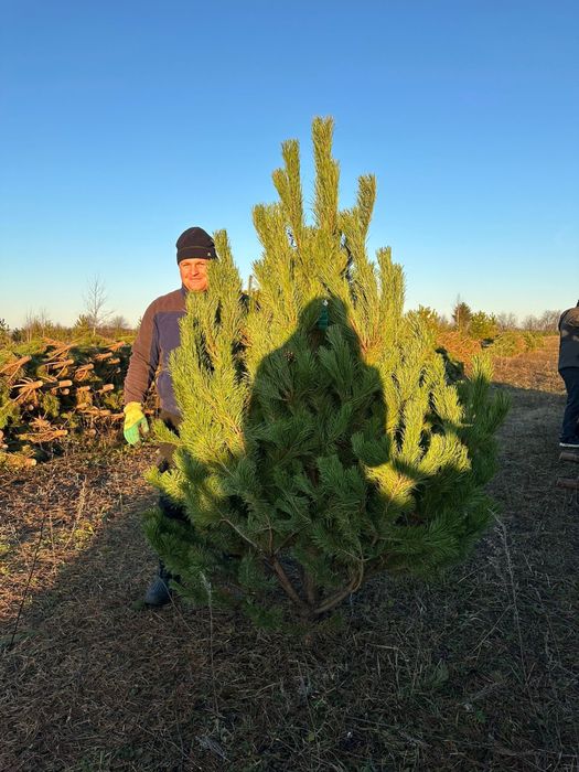 Елки сосны 2025 года